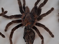 Kist met levensloop tarantula - afbeelding 2 van  2