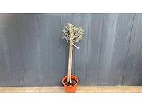 Klein oranje pot - olijfboom - afbeelding 1 van  1