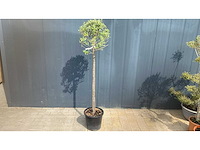 Klein zwarte pot - olijfboom - afbeelding 1 van  1