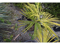 Kleine chinese waaierpalm - mediterranean tree - afbeelding 2 van  9