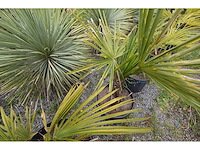 Kleine chinese waaierpalm - mediterranean tree - afbeelding 5 van  9
