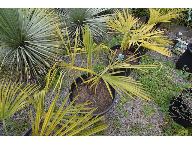 Kleine chinese waaierpalm - mediterranean tree - afbeelding 7 van  9