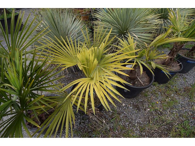 Kleine chinese waaierpalm - mediterranean tree - afbeelding 2 van  6
