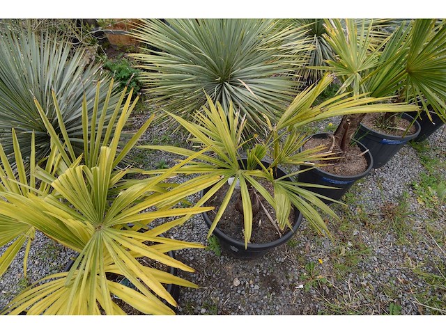 Kleine chinese waaierpalm - mediterranean tree - afbeelding 3 van  6