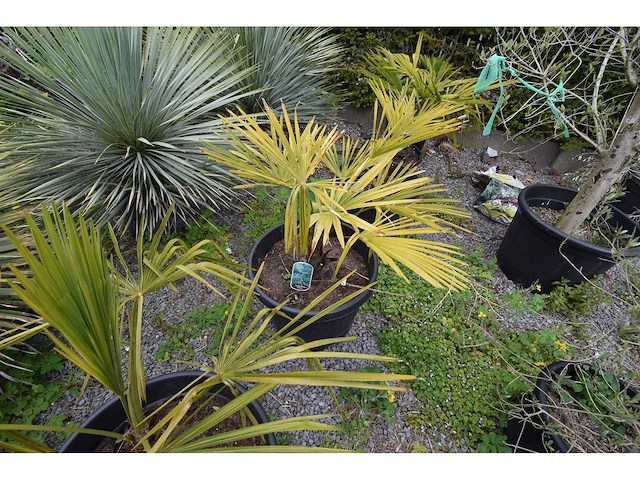 Kleine chinese waaierpalm - mediterranean tree - afbeelding 6 van  6