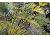 Kleine chinese waaierpalm - mediterranean tree - afbeelding 7 van  9