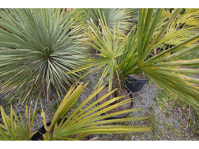 Kleine chinese waaierpalm - mediterranean tree - afbeelding 6 van  8