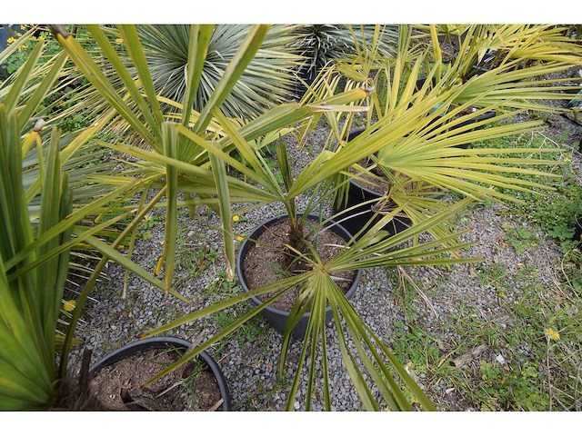 Kleine chinese waaierpalm - mediterranean tree - afbeelding 7 van  8