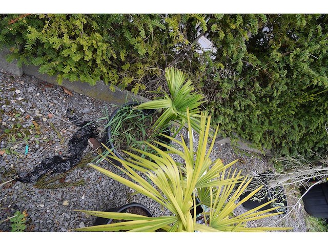 Kleine chinese waaierpalm - mediterranean tree - afbeelding 2 van  9