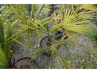 Kleine chinese waaierpalm - mediterranean tree - afbeelding 7 van  9