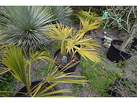 Kleine chinese waaierpalm - mediterranean tree - afbeelding 8 van  9