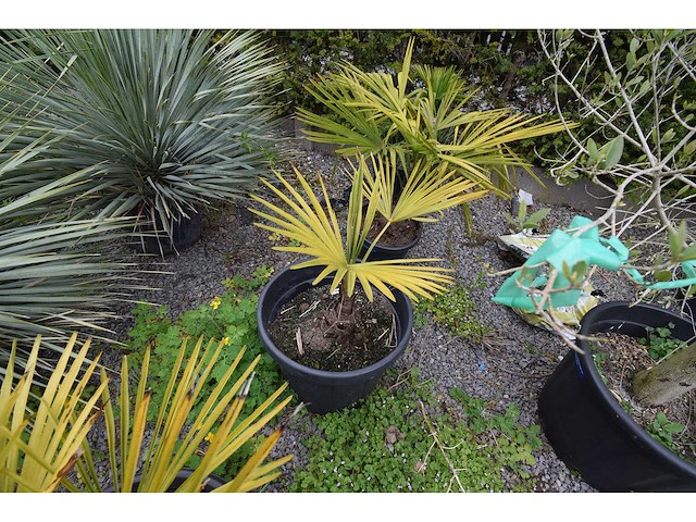 Kleine chinese waaierpalm - mediterranean tree - afbeelding 10 van  10