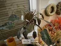 Kleine plantenzuil met plant in pot - afbeelding 4 van  6