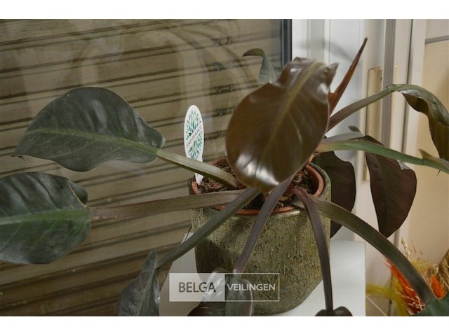 Kleine plantenzuil met plant in pot - afbeelding 5 van  6