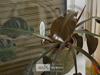 Kleine plantenzuil met plant in pot - afbeelding 5 van  6