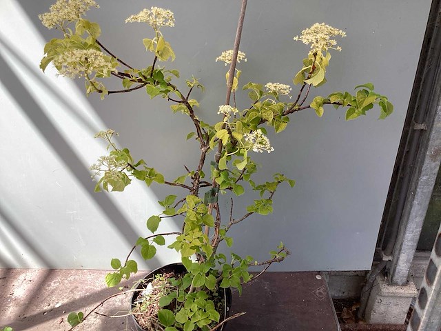 Klimhortensia (25) - afbeelding 1 van  2