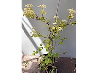 Klimhortensia (25) - afbeelding 2 van  2