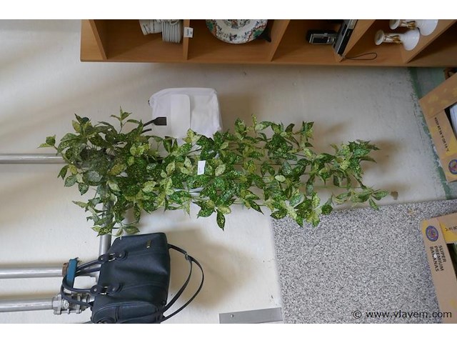 Klimop in plastiek - afbeelding 1 van  1