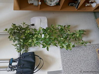 Klimop in plastiek - afbeelding 1 van  1
