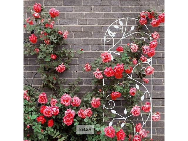 Klimplantenrek - afbeelding 4 van  7