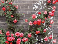 Klimplantenrek - afbeelding 4 van  7