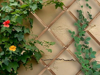Klimplantenrek - afbeelding 3 van  6