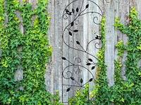 Klimplantensteun - afbeelding 3 van  7