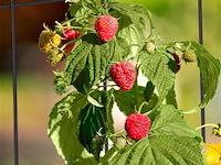 Klimplantensteun - afbeelding 2 van  4