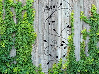 Klimplantensteun - afbeelding 3 van  7