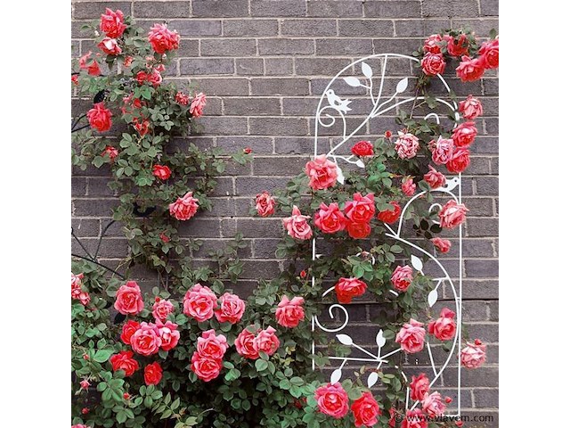 Klimplantensteun - afbeelding 4 van  7