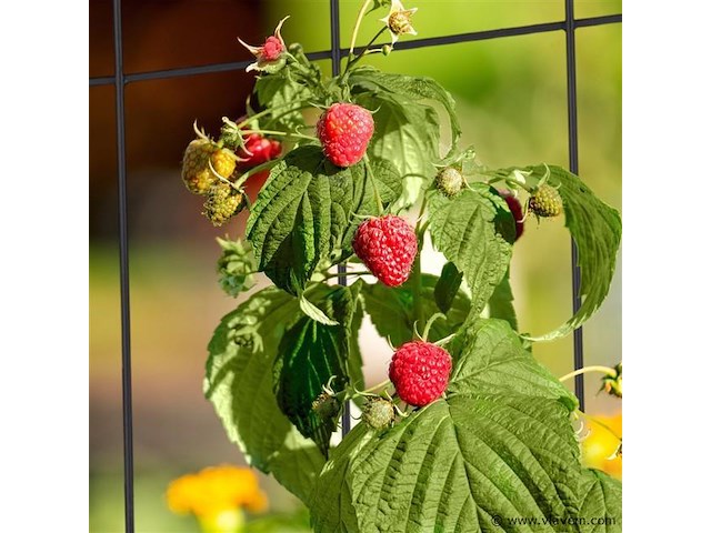 Klimplantensteun - afbeelding 2 van  4