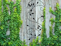 Klimplantensteun - afbeelding 2 van  5