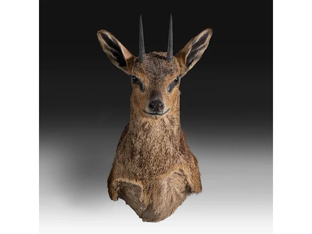 Klipspringer (oreotragus oreotragus) shoulder mount, taxidermy trophy, h 55 cm - afbeelding 1 van  3
