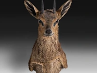 Klipspringer (oreotragus oreotragus) shoulder mount, taxidermy trophy, h 55 cm
