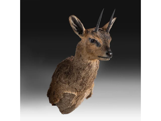 Klipspringer (oreotragus oreotragus) shoulder mount, taxidermy trophy, h 55 cm - afbeelding 2 van  3