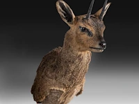 Klipspringer (oreotragus oreotragus) shoulder mount, taxidermy trophy, h 55 cm - afbeelding 2 van  3