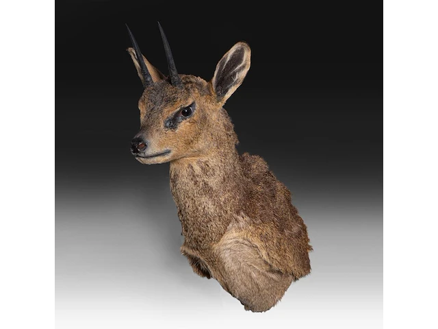 Klipspringer (oreotragus oreotragus) shoulder mount, taxidermy trophy, h 55 cm - afbeelding 3 van  3