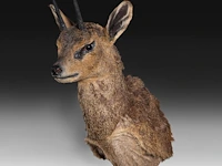 Klipspringer (oreotragus oreotragus) shoulder mount, taxidermy trophy, h 55 cm - afbeelding 3 van  3