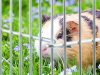 Knaagdieren kooi metaal - afbeelding 6 van  7