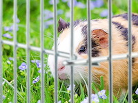 Knaagdieren kooi metaal - afbeelding 6 van  7