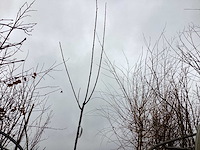 Knotwilgen (10x) - afbeelding 1 van  2