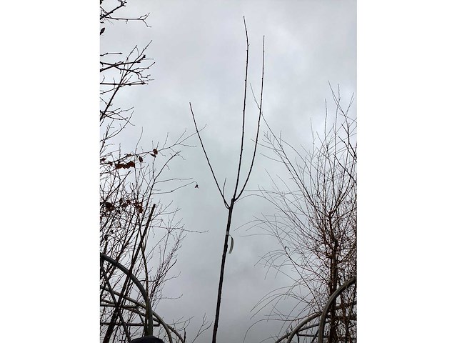 Knotwilgen (10x) - afbeelding 2 van  2