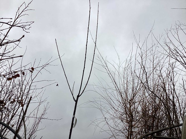 Knotwilgen (10x) - afbeelding 1 van  2