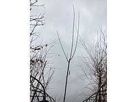 Knotwilgen (10x) - afbeelding 2 van  2