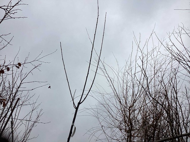 Knotwilgen (15x) - afbeelding 1 van  2