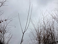 Knotwilgen (15x) - afbeelding 1 van  2