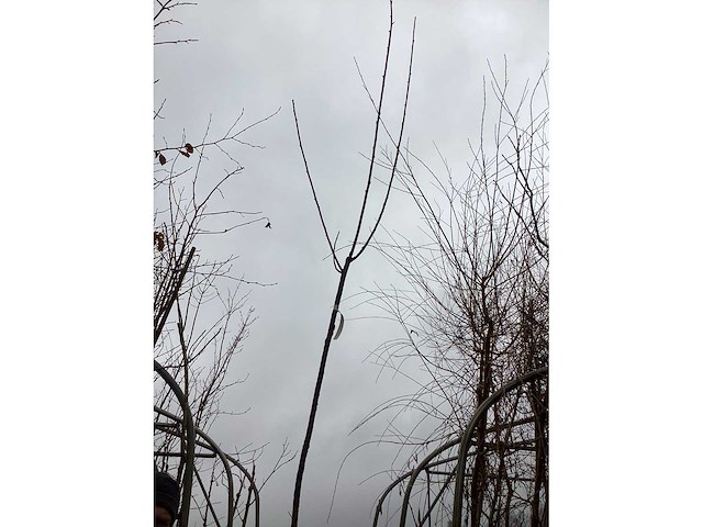 Knotwilgen (15x) - afbeelding 1 van  1