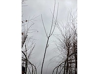 Knotwilgen (15x) - afbeelding 1 van  1