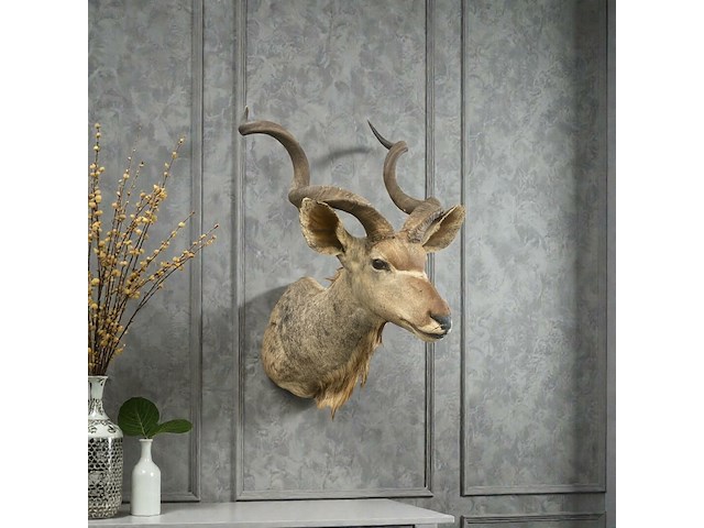 Koedoe - zuid-afrika - afbeelding 1 van  9