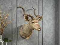 Koedoe - zuid-afrika - afbeelding 1 van  9